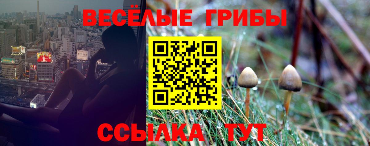 Галлюциногенные грибы Cubensis  купить   Балашов  Галлюциногенные грибы Cubensis  Вход с VPN 